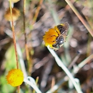 Lasioglossum (Chilalictus) sp. (genus & subgenus) at Undefined Area - 11 Feb 2024 04:25 PM