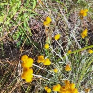 Lasioglossum (Chilalictus) sp. (genus & subgenus) at Undefined Area - 11 Feb 2024 04:25 PM