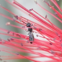 Hylaeus (Prosopisteron) minusculus (Hylaeine colletid bee) at Hall, ACT - 11 Mar 2024 by Anna123