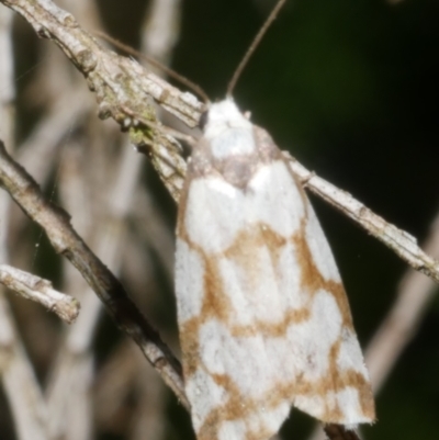 Chiriphe dichotoma (Reticulated Footman) at WendyM's farm at Freshwater Ck. - 4 Feb 2024 by WendyEM