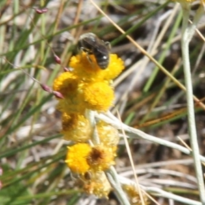 Lasioglossum (Chilalictus) sp. (genus & subgenus) at Franklin Grassland (FRA_5) - 11 Feb 2024 04:28 PM