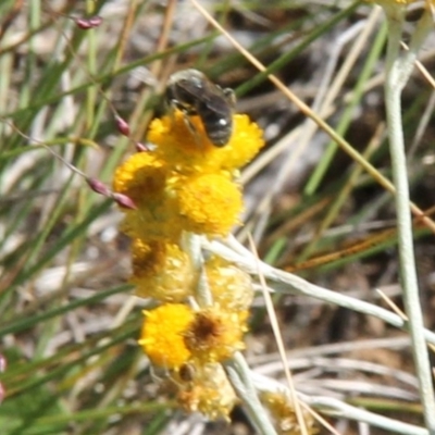 Lasioglossum (Chilalictus) sp. (genus & subgenus) (Halictid bee) at Harrison, ACT - 11 Feb 2024 by JenniM