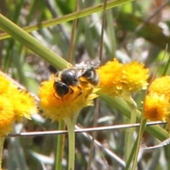 Lasioglossum (Chilalictus) sp. (genus & subgenus) at Franklin Grassland (FRA_5) - 11 Feb 2024