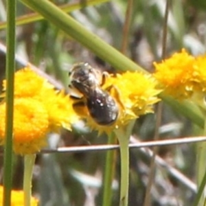 Lasioglossum (Chilalictus) sp. (genus & subgenus) at Franklin Grassland (FRA_5) - 11 Feb 2024