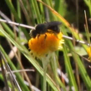 Lasioglossum (Chilalictus) sp. (genus & subgenus) at Franklin Grassland (FRA_5) - 11 Feb 2024 04:28 PM