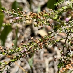 Unverified Other Shrub at GG182 - 10 Mar 2024 by KMcCue