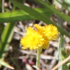 Araneae (order) at Franklin Grassland (FRA_5) - 11 Feb 2024