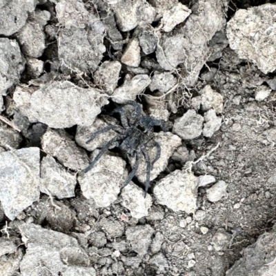 Lycosidae (family) at Aranda, ACT - 11 Mar 2024 by KMcCue