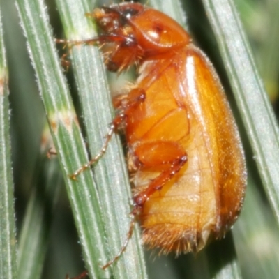 Unidentified Scarab beetle (Scarabaeidae) at Freshwater Creek, VIC - 4 Feb 2024 by WendyEM