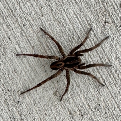 Lycosidae (family) at Aranda, ACT - 11 Mar 2024 by KMcCue