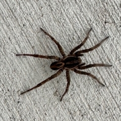 Unidentified Wolf spider (Lycosidae) at Aranda, ACT - 10 Mar 2024 by KMcCue