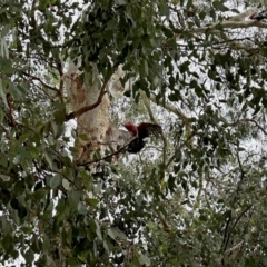 Eolophus roseicapilla (Galah) at Aranda, ACT - 11 Mar 2024 by KMcCue