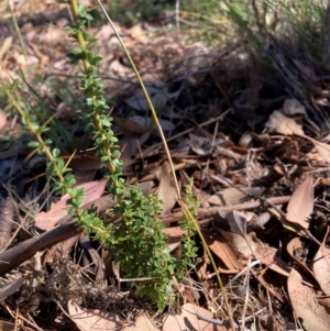 Bursaria spinosa subsp. lasiophylla at The Fair, Watson - 10 Mar 2024 11:20 AM