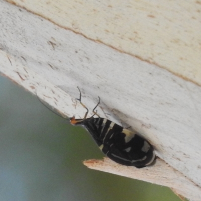 Porismus strigatus (Pied Lacewing) at Lions Youth Haven - Westwood Farm - 10 Mar 2024 by HelenCross