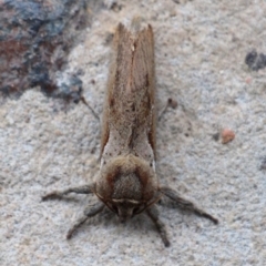 Elhamma australasiae (A Swift or Ghost moth (Hepialidae)) at Currowan, NSW - 4 Mar 2024 by UserCqoIFqhZ