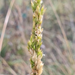 Festuca arundinacea (Tall Fescue) at Harrison, ACT - 11 Mar 2024 by WalkYonder