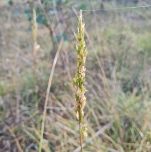 Lolium arundinaceum at Gungaderra Creek Ponds - 11 Mar 2024