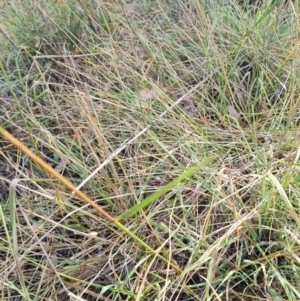 Lolium arundinaceum at Gungaderra Creek Ponds - 11 Mar 2024