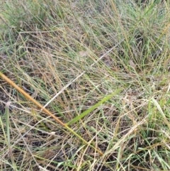 Festuca arundinacea at Gungaderra Creek Ponds - 11 Mar 2024