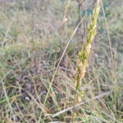 Lolium arundinaceum at Gungaderra Creek Ponds - 11 Mar 2024