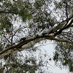 Callocephalon fimbriatum at Aranda, ACT - suppressed