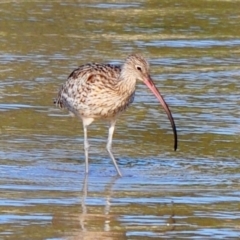 Numenius madagascariensis (Eastern Curlew) at Merimbula, NSW - 20 Dec 2009 by Petesteamer