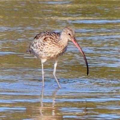 Numenius madagascariensis (Eastern Curlew) at Merimbula, NSW - 20 Dec 2009 by Petesteamer