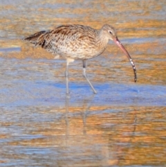 Numenius madagascariensis at Merimbula, NSW - 21 Dec 2009