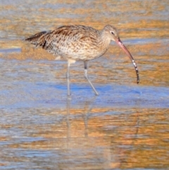 Numenius madagascariensis at Merimbula, NSW - suppressed