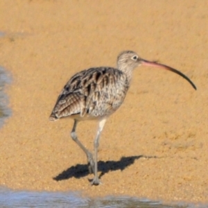 Numenius madagascariensis at Merimbula, NSW - 21 Dec 2009