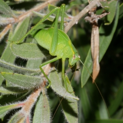 Caedicia simplex at WendyM's farm at Freshwater Ck. - 4 Feb 2024 by WendyEM