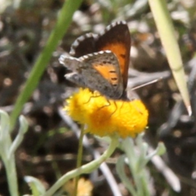 Lucia limbaria (Chequered Copper) at Budjan Galindji (Franklin Grassland) Reserve - 11 Feb 2024 by JenniM