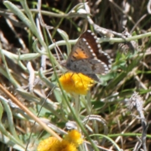 Lucia limbaria at Franklin Grassland (FRA_5) - 11 Feb 2024 03:57 PM