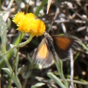 Lucia limbaria at Franklin Grassland (FRA_5) - 11 Feb 2024