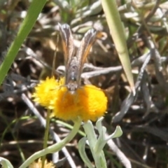 Lucia limbaria at Franklin Grassland (FRA_5) - 11 Feb 2024 03:57 PM