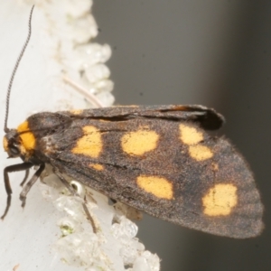 Asura cervicalis at Freshwater Creek, VIC - 5 Feb 2024 02:02 PM