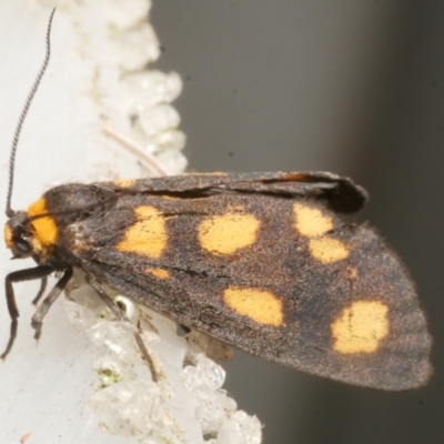 Asura cervicalis (Spotted Lichen Moth) at WendyM's farm at Freshwater Ck. - 5 Feb 2024 by WendyEM
