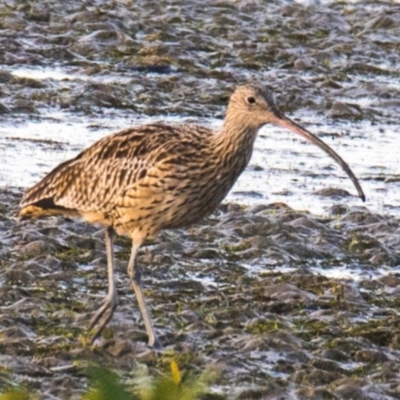 Numenius madagascariensis (Eastern Curlew) at Port Albert, VIC - 10 Jan 2021 by Petesteamer