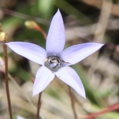 Lasioglossum (Chilalictus) sp. (genus & subgenus) (Halictid bee) at Franklin Grassland (FRA_5) - 11 Feb 2024 by JenniM