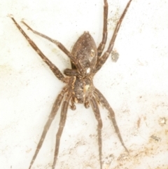 Lycosidae (family) at WendyM's farm at Freshwater Ck. - 5 Feb 2024 by WendyEM