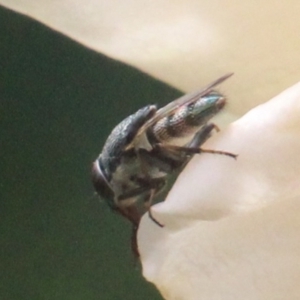 Stomorhina sp. (genus) at Currowan, NSW - 24 Feb 2024