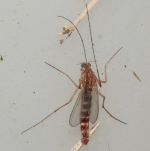 Chironomidae (family) at Freshwater Creek, VIC - 5 Feb 2024 02:05 PM