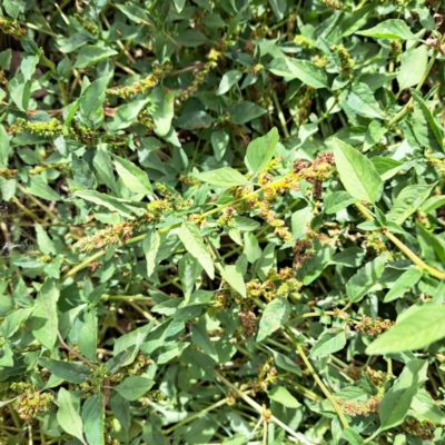 Amaranthus deflexus (Low Amaranth, Spreading Amaranth) at Mount Majura - 11 Mar 2024 by abread111