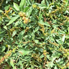 Amaranthus deflexus at Mount Majura - 11 Mar 2024