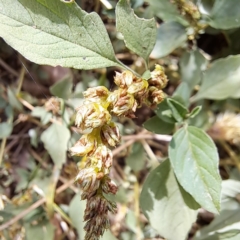 Amaranthus deflexus at Mount Majura - 11 Mar 2024