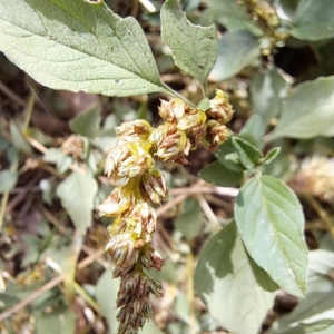 Amaranthus deflexus at Mount Majura - 11 Mar 2024