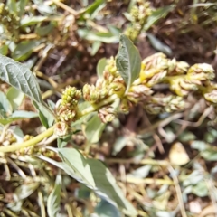 Amaranthus deflexus at Mount Majura - 11 Mar 2024