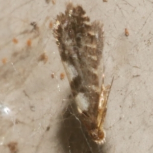 Glyphipterix meteora at Freshwater Creek, VIC - 5 Feb 2024