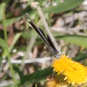 Zizina otis at Franklin Grassland (FRA_5) - 11 Feb 2024