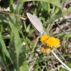 Zizina otis at Franklin Grassland (FRA_5) - 11 Feb 2024